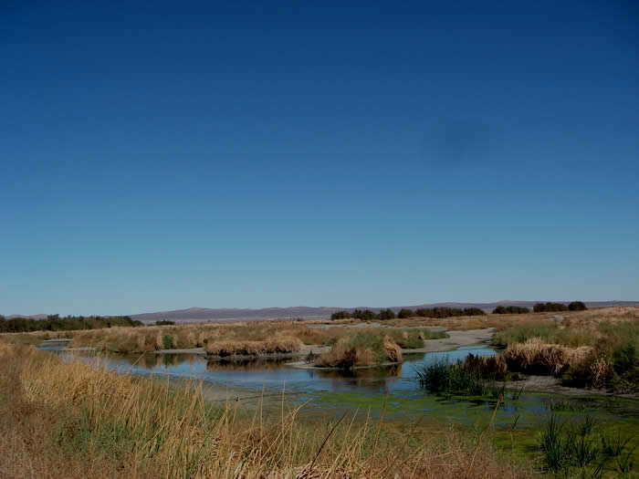 The roadside marsh and mudflat area of the North Piute Pond, viewing northeast. © 2009 Callyn D. Yorke 