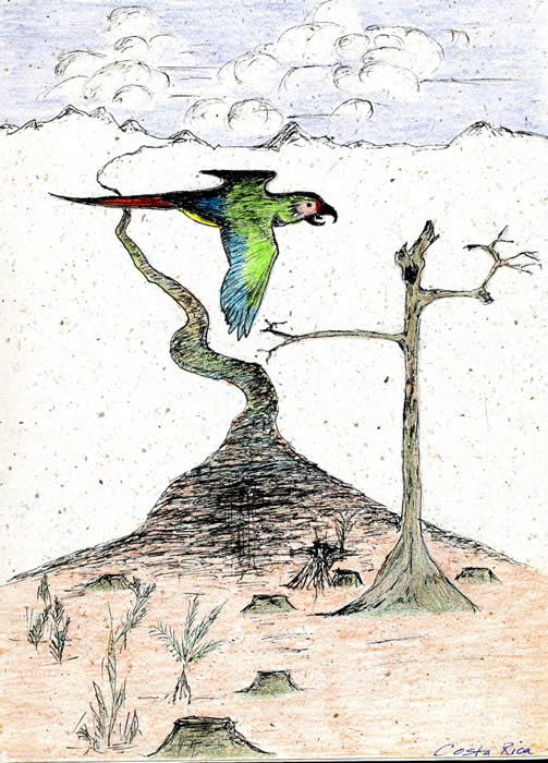 Green Macaw. Laguna Del Lagarto,�Costa Rica. � 1999 Callyn D. Yorke.