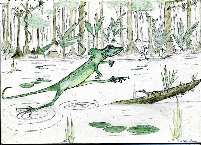 Green Basilisk (Jesus Christ Lizard). Laguna Del Lagarto, Costa Rica. � 1999 Callyn D. Yorke.