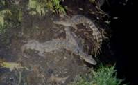 American crocodiles (Crocodylus acutus), Tarcoles River, Costa Rica: Callyn Yorke
