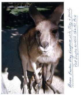 Eastern grey kangaroo with joey in pouch, Port Douglas, Australia: Callyn Yorke