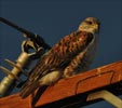 Ferruginous Hawk  on a high voltage power pole located on Lancaster Rd.about 2 miles E of the AV Poppy Reserve.   2009 Callyn D. Yorke 