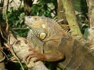 Iguana iguana (adult male) San Ignacio, Belize.  Callyn D. Yorke