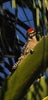 Ladder-backed Woodpecker (Picoides scalaris)   2009 Callyn Yorke 