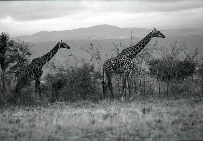 Giraffa camelopardalis, southern Kenya: Callyn Yorke