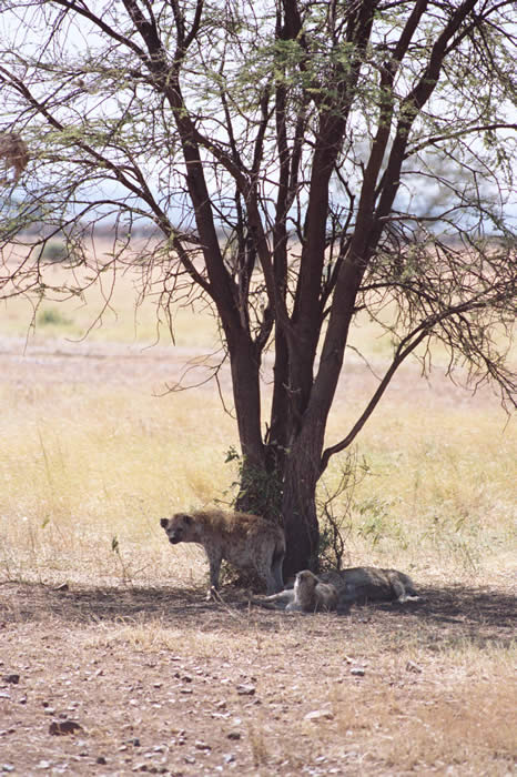 spotted hyaena (Crocuta crocuta), Serengeti National Park, Tanzania: Callyn Yorke