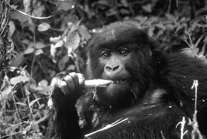Female Mountain Gorilla, Mghahinga mountains, Uganda, photo by Shawn Kubli, 2004
