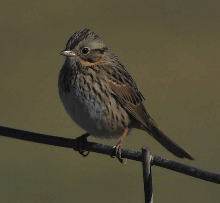 Lincoln's Sparrow (Melospiza lincolnii) on Nebeker Ranch. © 2009 Callyn D. Yorke 