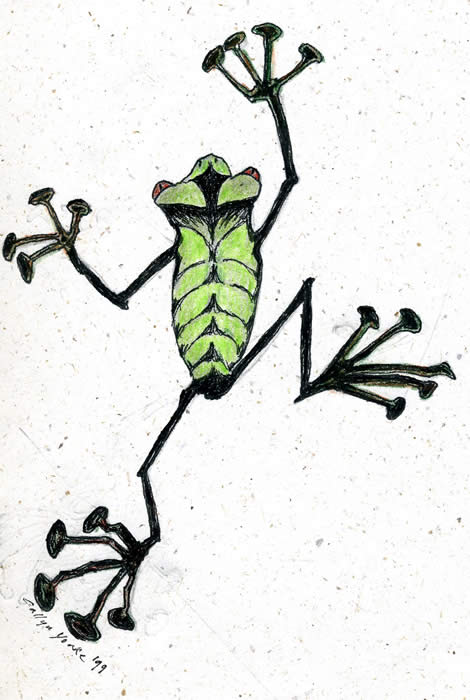 Treefrog (undiscovered species). Laguna Del Lagarto, Costa Rica. © 1999 Callyn D. Yorke.