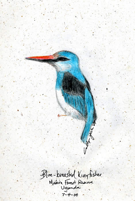 Blue-breasted Kingfisher. Mabiru Forest, Uganda. � 2004 Callyn D. Yorke.