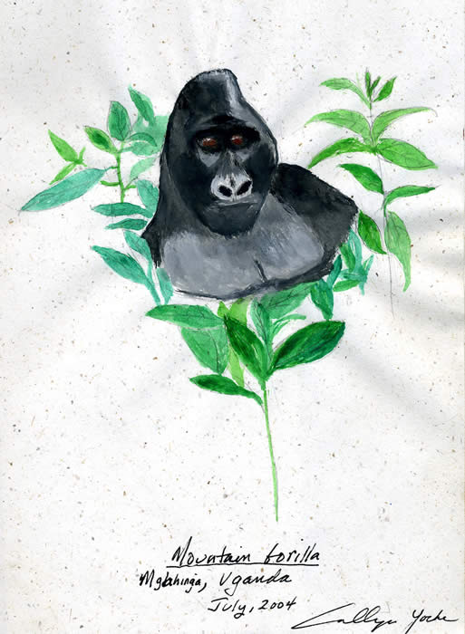 Silverback Mountain Gorilla. Mgahinga, Uganda. � 2004 Callyn D. Yorke.