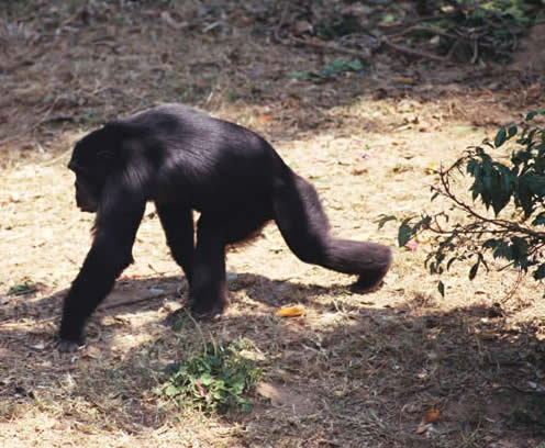 chimpanzee (Pan troglodytes), Kampala, Uganda: Callyn Yorke