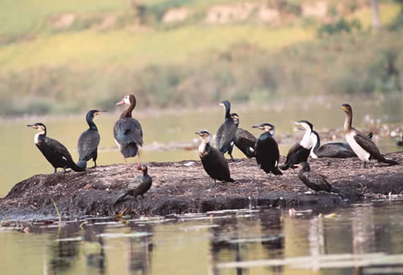 cormorants (Phalacrocorax spp.) and whistling duck (Dendrocygna viduata), Lake Bunyongi, Uganda: Callyn Yorke