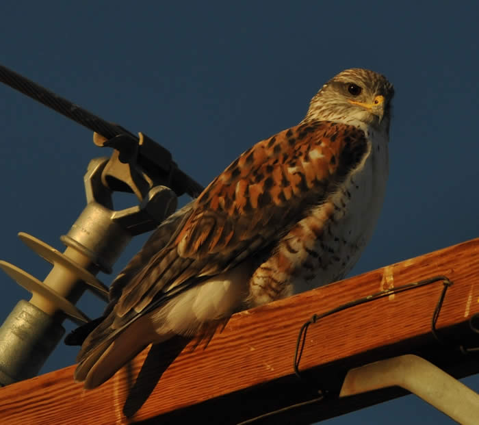 Ferruginous Hawk on a high voltage power pole located on Lancaster Rd.about 2 miles E of the AV Poppy Reserve. © 2009 Callyn D. Yorke
