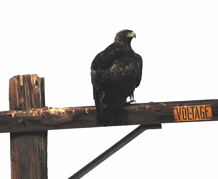 Golden Eagle (Aquila chrysaetos) on utility pole near Avenue I and 120th St. West, Antelope Valley, CA.