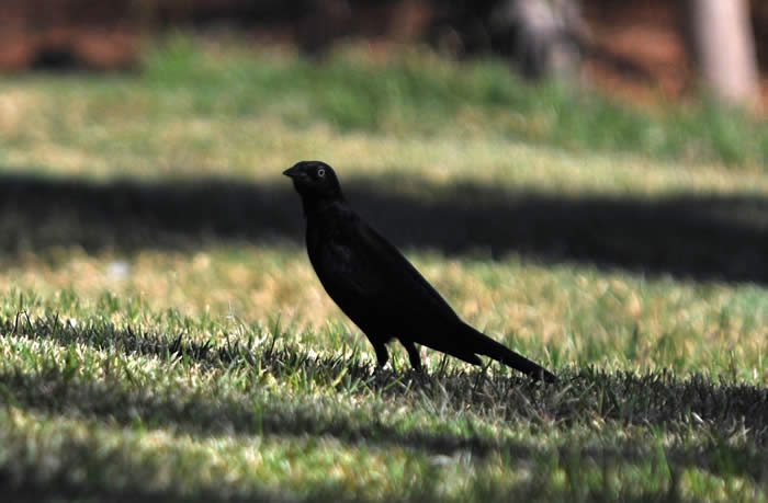 Possible Common Grackle (left side profile) on the lawn in the southeast corner of Apollo Park. © 2009 Callyn D. Yorke 