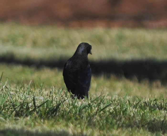 Possible Common Grackle (same as above) showing variegated pattern on back. © 2009 Callyn D. Yorke 