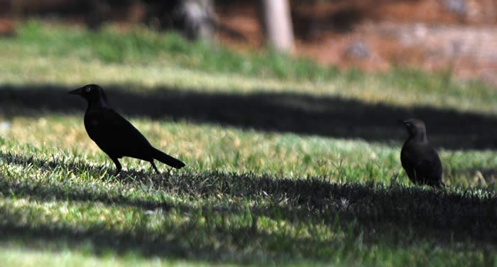 Possible Common Grackle ( left, same as above) with Brewer's Blackbird (right). © 2009 Callyn D. Yorke 