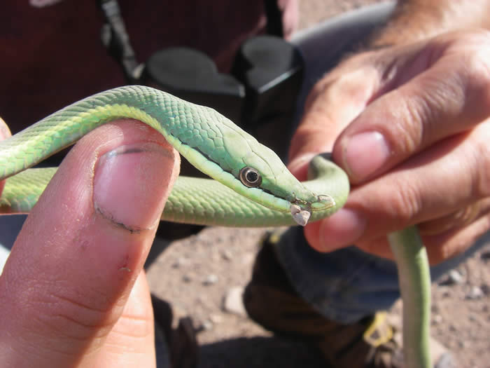 green snake (Phylodryas baroni) thorn-scrub, Cabra Corral region, Argentina  2007