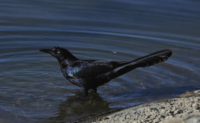 Male Great-tailed Grackle, October 26, 2009 at Apollo Park, CA. © 2009 Callyn D. Yorke