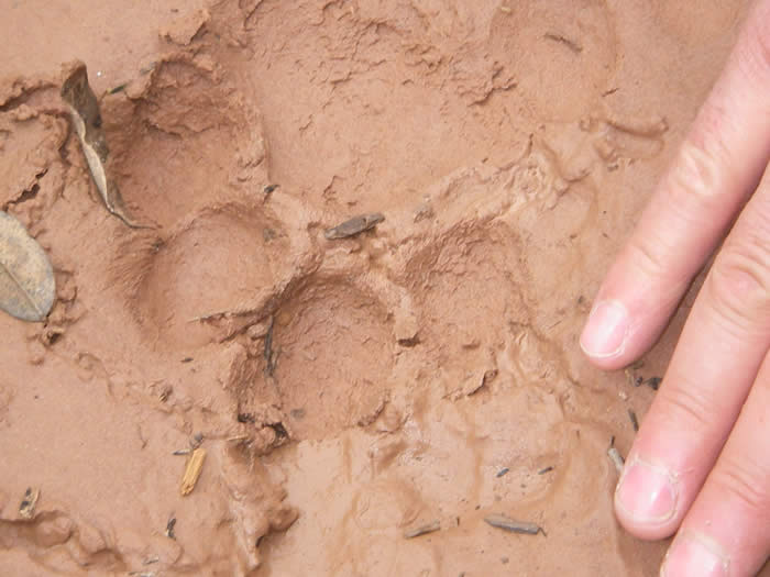 Jaguar footprint, Calilegua National Park, Argentina  2007