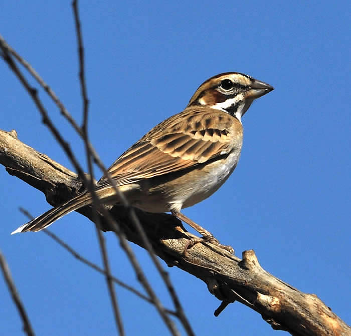 Lark Sparrow (Chondestes grammacus) at Holiday Valley Lake, Los Angeles County, CA © 2009 Callyn D. Yorke 