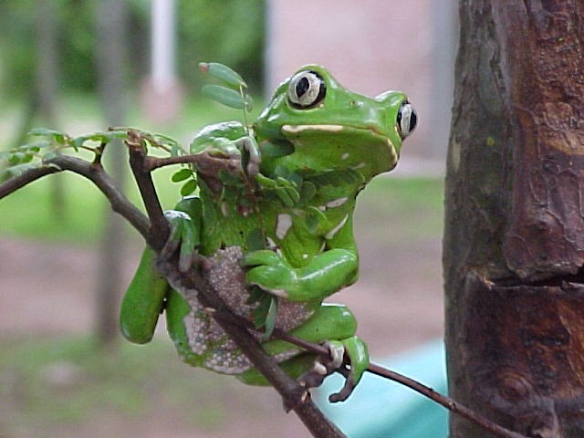 treefrog (Phyllomedusa sauvagii) thorn-scrub, Argentina: copyright P. Palavecino