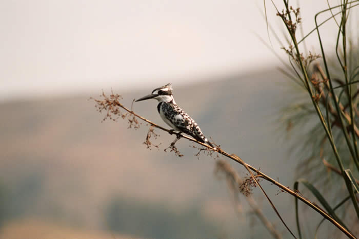 pied kingfisher (Ceryle rudis) on papyrus, Lake Bunyongi, Uganda: Callyn Yorke