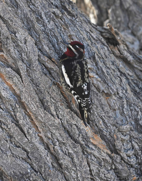 Red-naped Sapsucker at Muroc Lake Golf Course. © 2009 Callyn D. Yorke 
