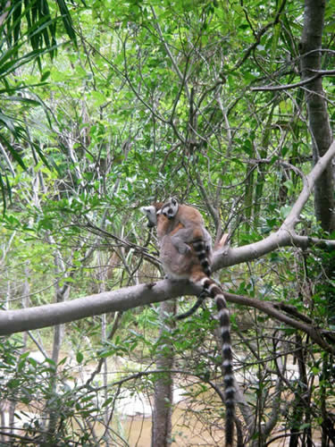 Ring-tailed Lemur (Lemur catta) Isalo National Park, Madagascar   © Callyn Yorke 