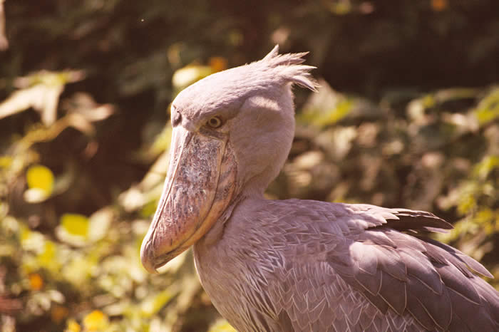 shoebill (Balaeniceps rex), Kampala, Uganda: Callyn Yorke