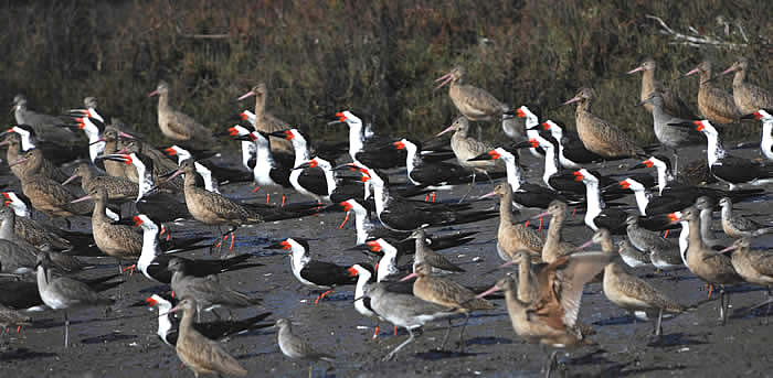 Shorebirds in the Newport Back Bay Ecological Reserve, November 15, 2009