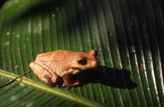 treefrog (Hylidae), Tiputini, Ecuador: Callyn Yorke