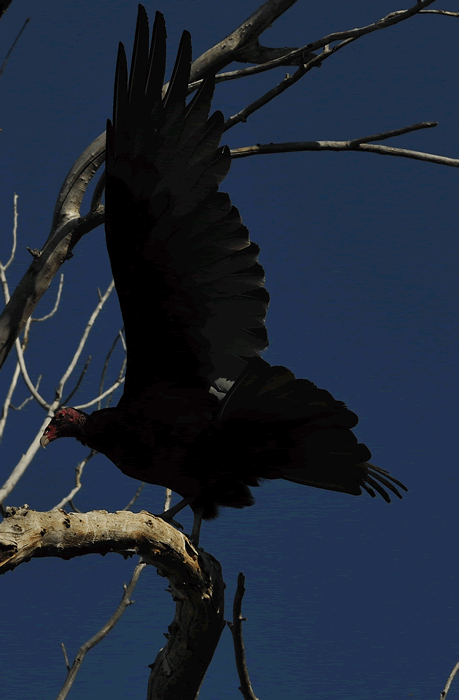 Turkey Vulture, North Shore of Elizabeth Lake © 2009 Callyn D. Yorke 