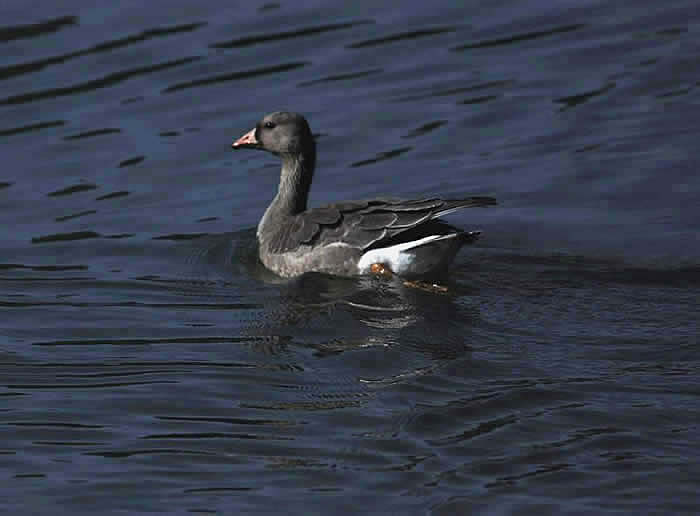 Greater White-fronted Goose (immature) at Apollo Park. © 2009 Callyn Yorke 