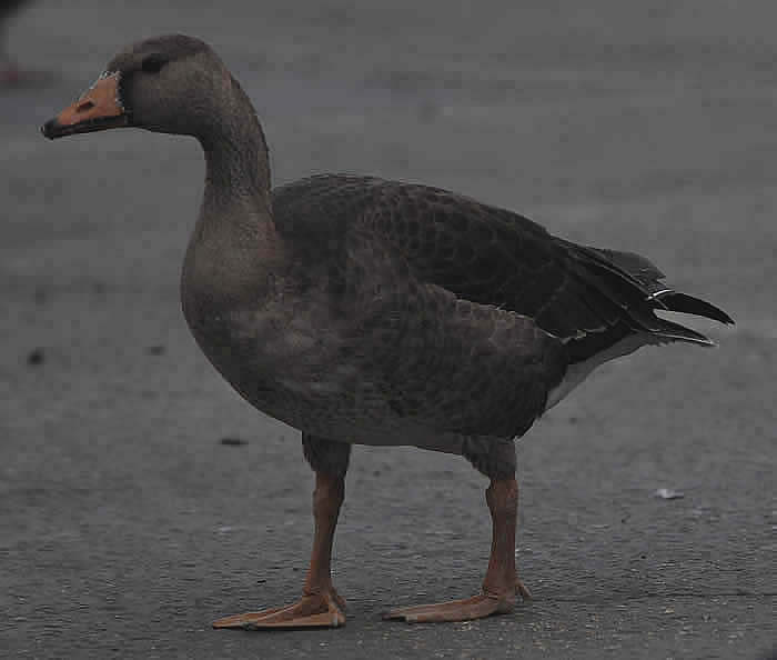 Greater White-fronted Goose (Anser albifrons ) in Malibu, Los Angeles County, CA © 2009 Callyn D. Yorke